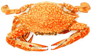 Steamed Crabs